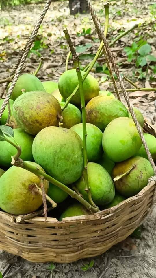 Mango (হিমসাগর আম - Image 4