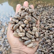 শোধন করা আলকুশি